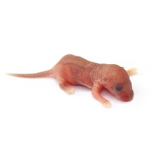 Baby (Unweaned) Mouse