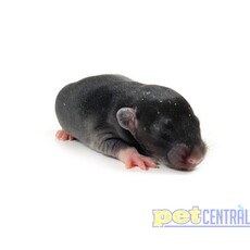 Baby (Unweaned) Rat
