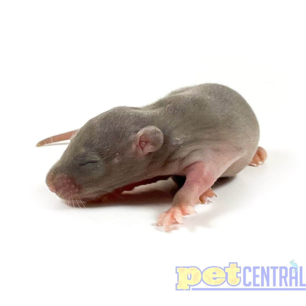 Baby (Unweaned) Rat