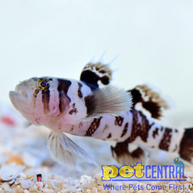 Circus Goby