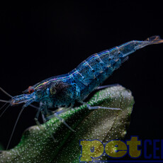 Assorted 'Neocaridina' Fancy Dwarf Shrimp