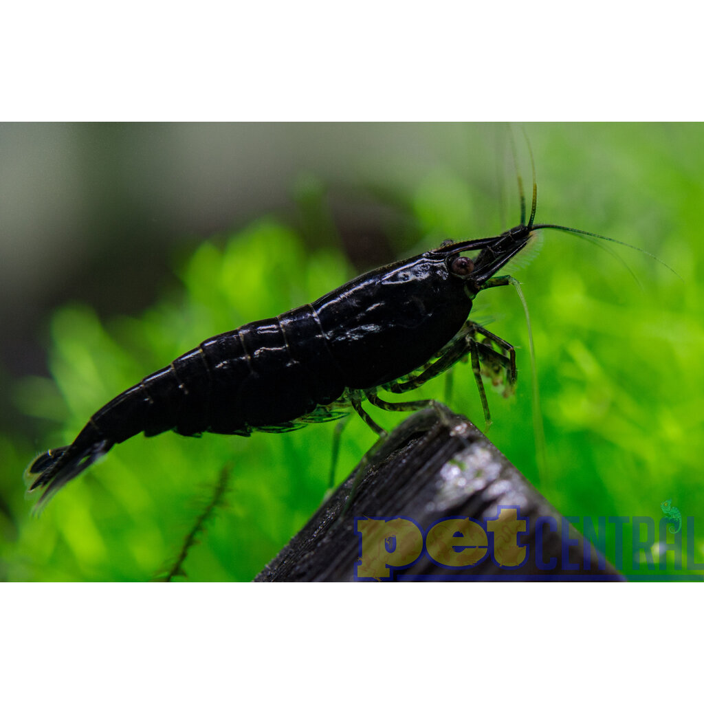 Assorted 'Neocaridina' Fancy Dwarf Shrimp