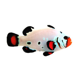 Sustainable Aquatics Frostbite - Chilled Clownfish (Sus. Aq.) MD