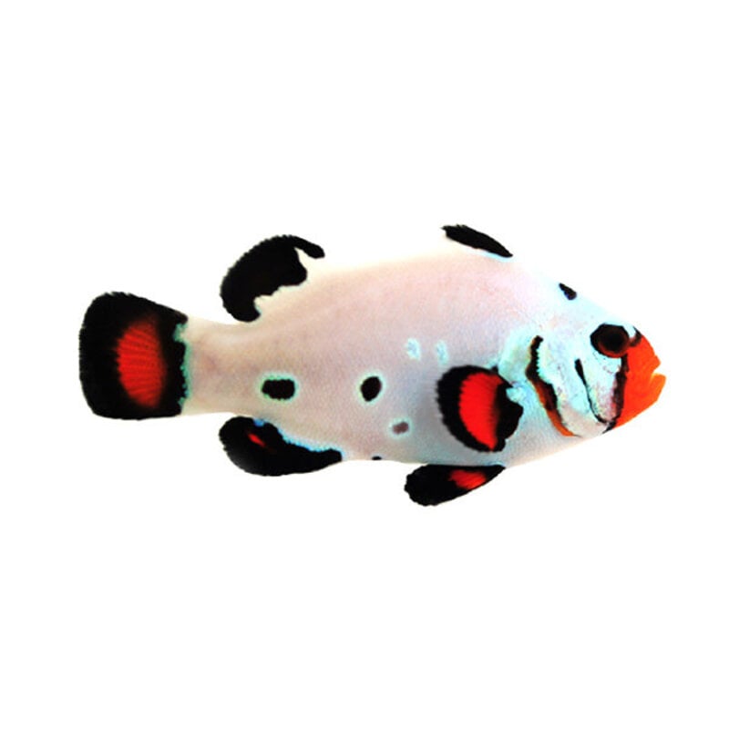 Sustainable Aquatics Frostbite - Chilled Clownfish (Sus. Aq.) MD