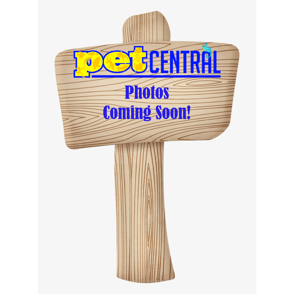 Melanogaster Fruit Fly Culture for Sale Pet Central