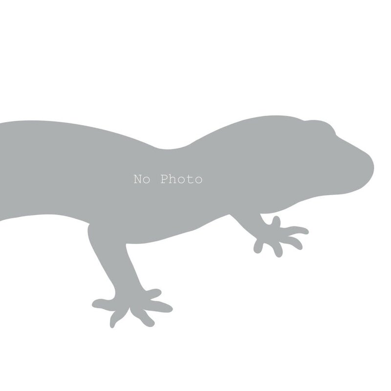 Captive Bred Regen/Kink/Short Tail Leopard Gecko Juvenile (20987)