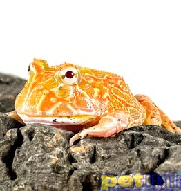 Captive Bred Strawberry Pacman Frog Baby (1-2")