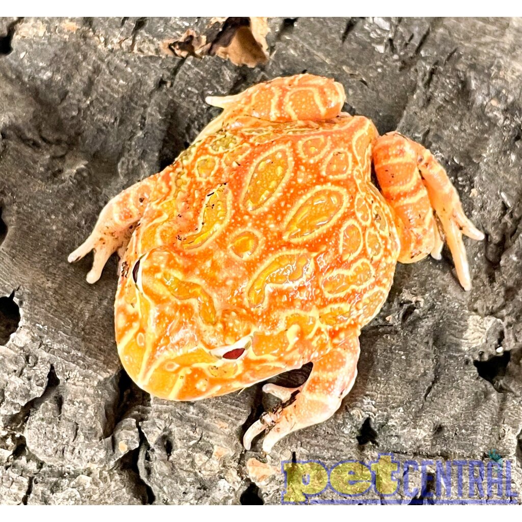 Captive Bred Strawberry Pacman Frog Baby (1-2")