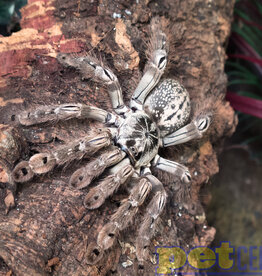 Captive Bred Togo Starburst Baboon Tarantula Spiderling