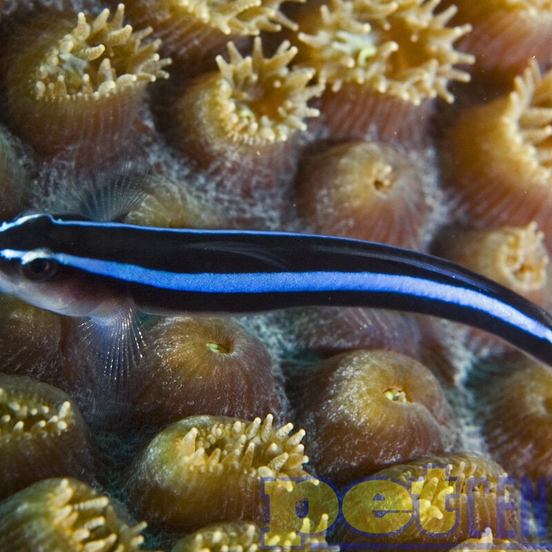 Blue Neon Goby (QM) MD