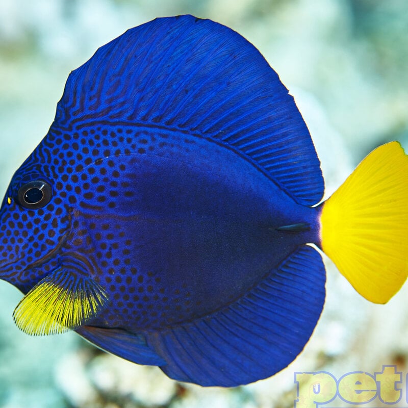 Purple Tang (Quality Marine) XS