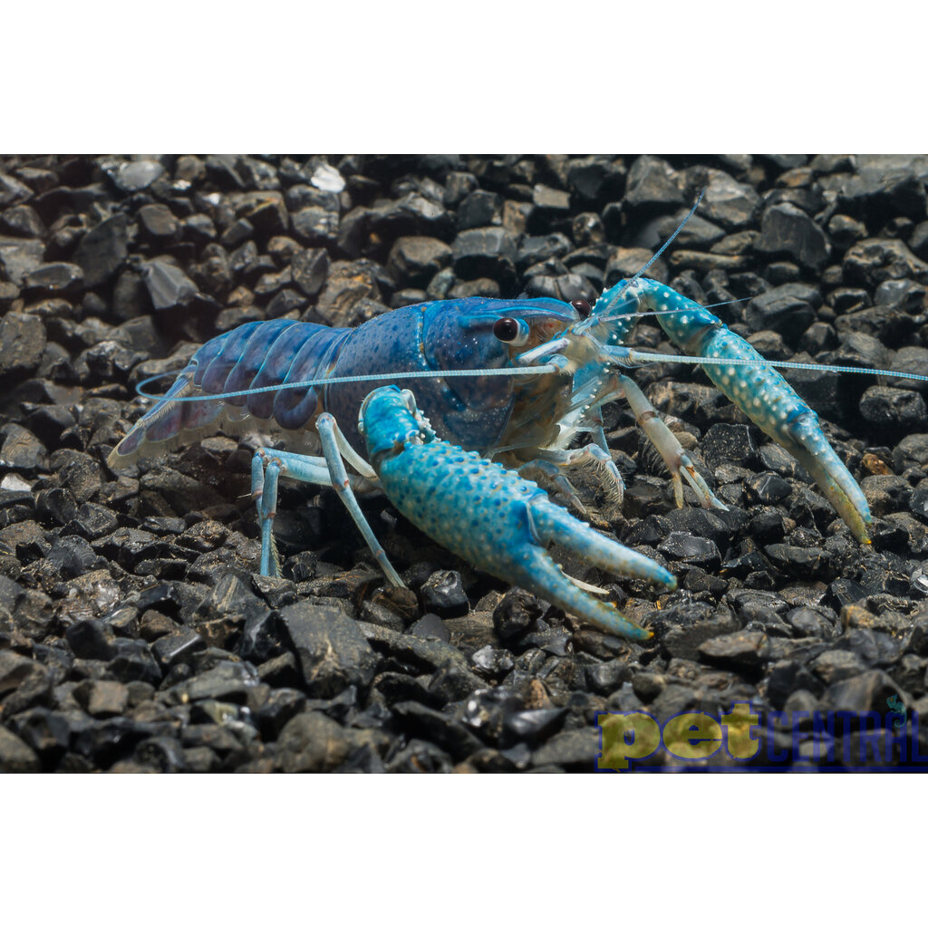 Electric Blue Crayfish (Lobster) RG