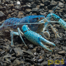 Electric Blue Crayfish (Lobster) RG