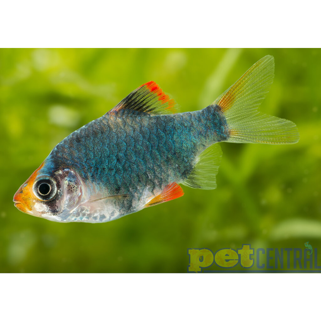 Green Tiger Barb RG