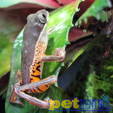 Tiger Leg Tree Frog