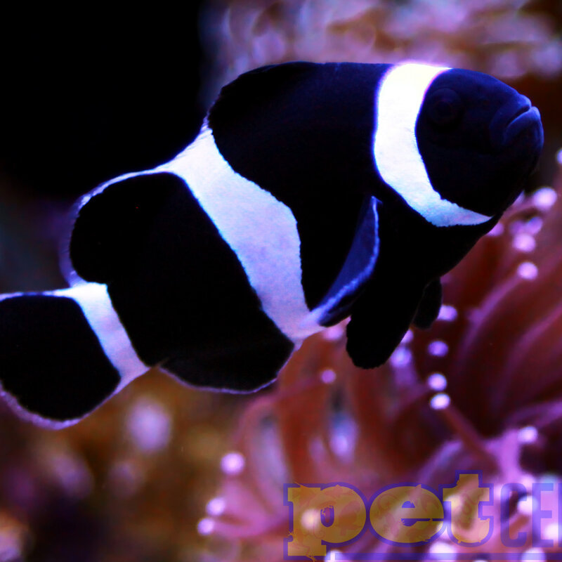 Sustainable Aquatics Black and White Clownfish Bonded Pair MD