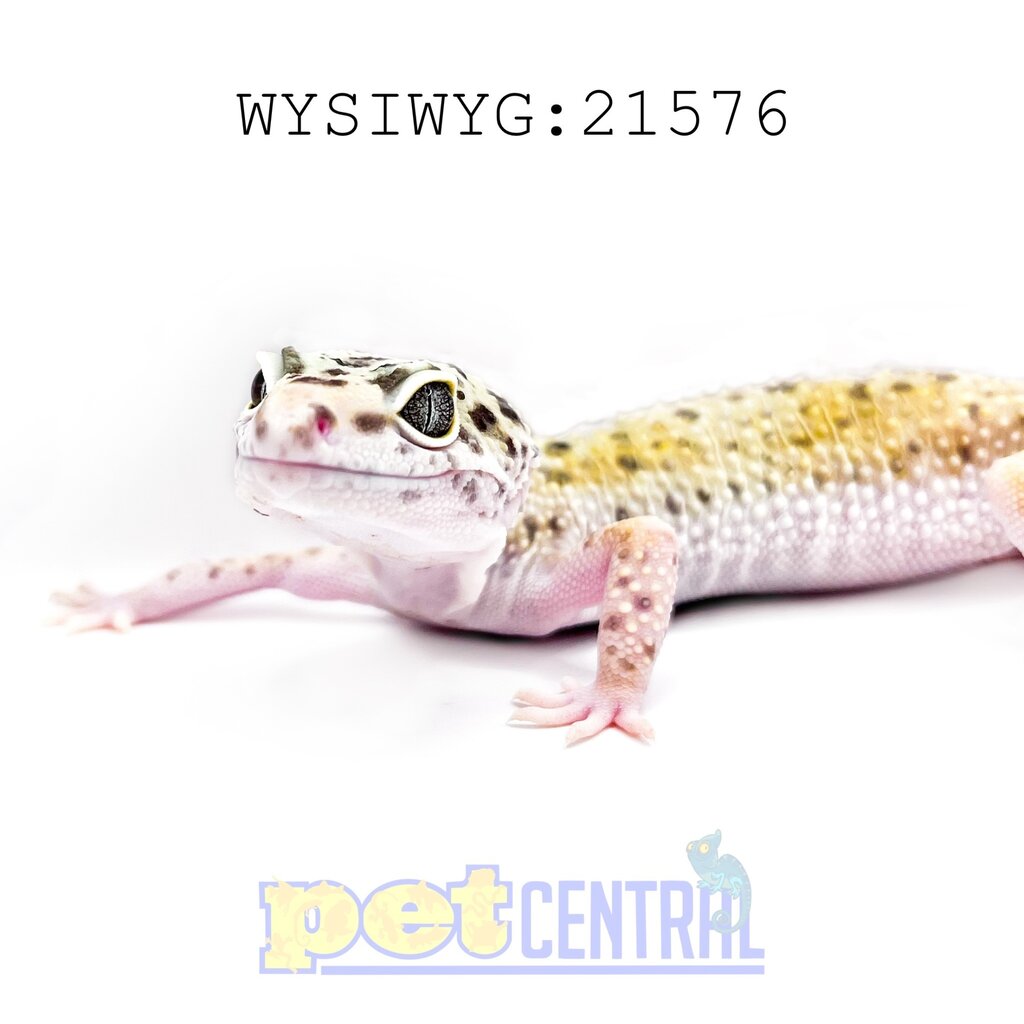 Captive Bred Jungle Designer Leopard Gecko (Female) Adult (21576)