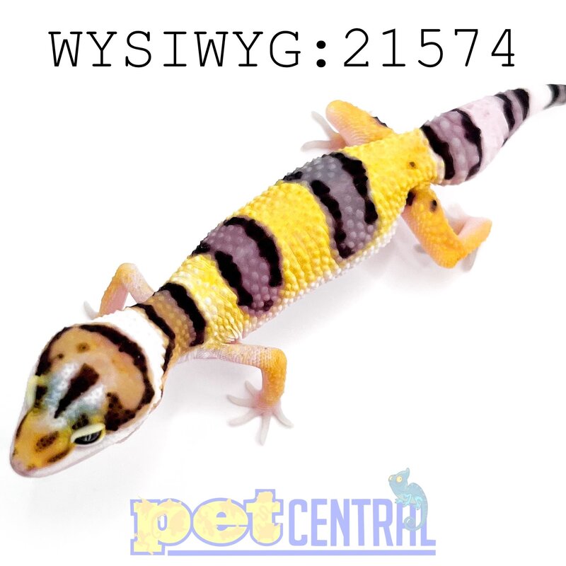 Captive Bred Regen/Kink/Short Tail Leopard Gecko Juvenile (21574)