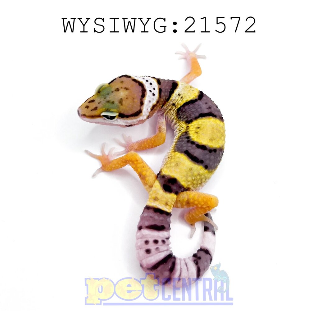 Captive Bred Regen/Kink/Short Tail Leopard Gecko Juvenile (21572)