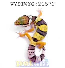 Captive Bred Regen/Kink/Short Tail Leopard Gecko Juvenile (21572)