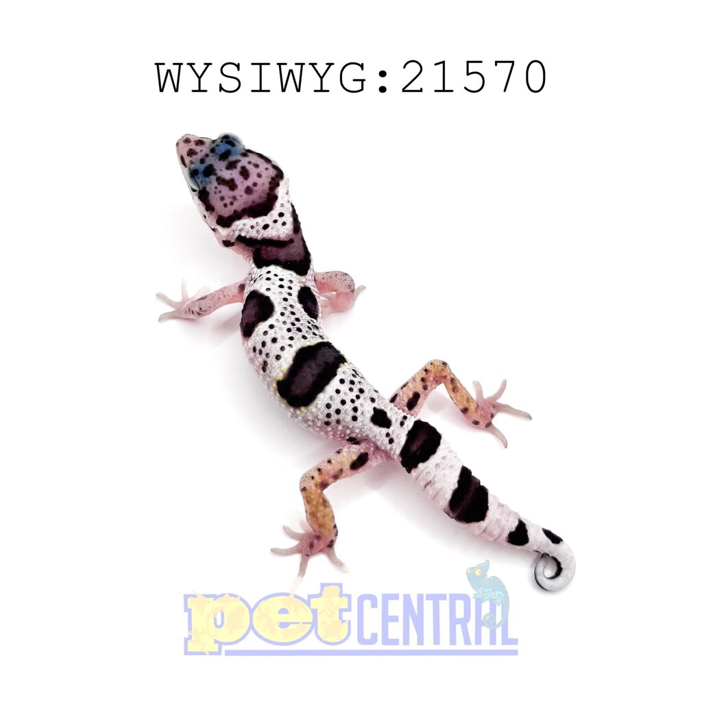 Captive Bred Regen/Kink/Short Tail Leopard Gecko Juvenile (21570)