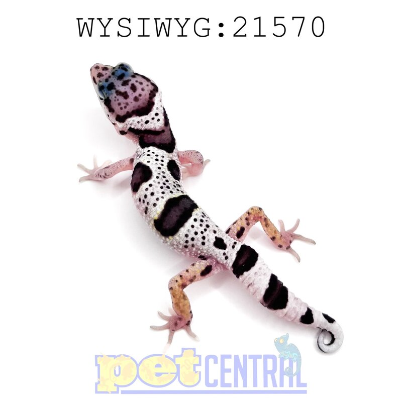 Captive Bred Regen/Kink/Short Tail Leopard Gecko Juvenile (21570)
