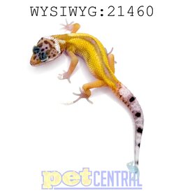 Captive Bred Reverse Stripe Leopard Gecko Juvenile (21460)