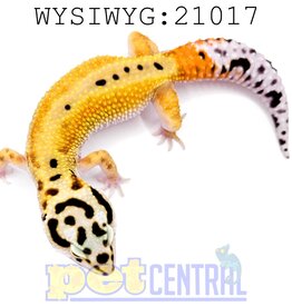 Captive Bred Reverse Stripe Leopard Gecko Juvenile (21017)