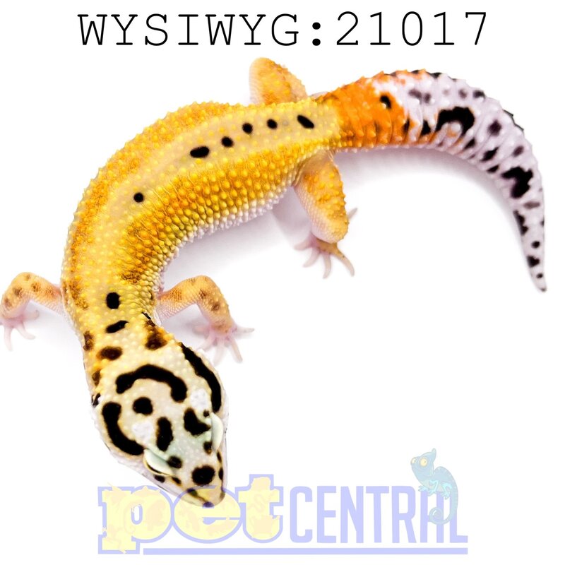 Captive Bred Reverse Stripe Leopard Gecko Juvenile (21017)