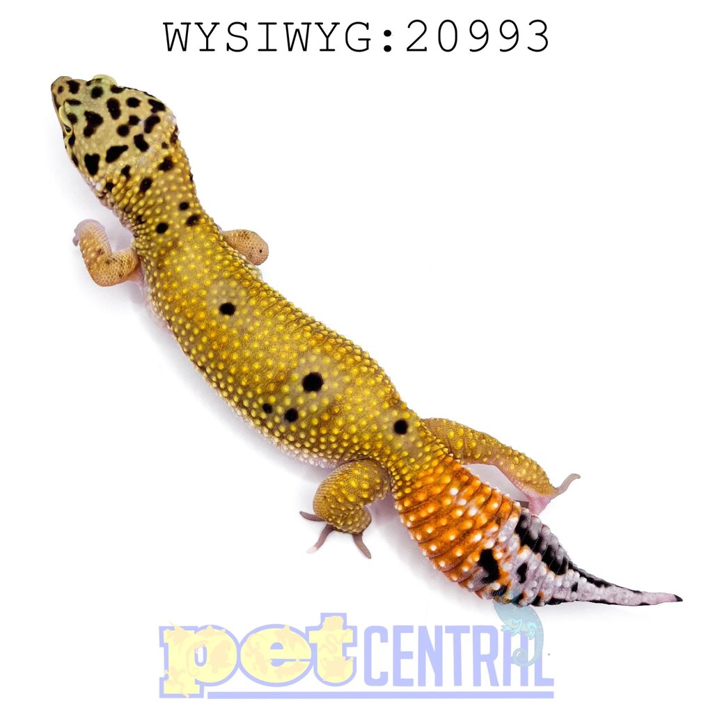 Captive Bred Regen/Kink/Short Tail Leopard Gecko Juvenile (20993)