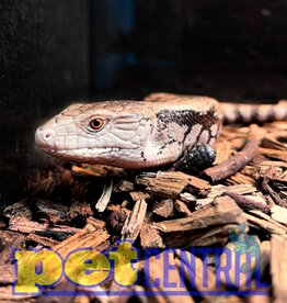 Captive Bred Irian Jaya Blue Tongue Skink Baby (21066)