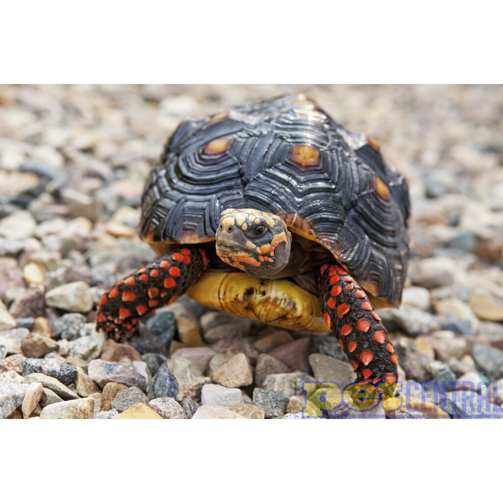 Captive Bred Redfoot Tortoise Baby