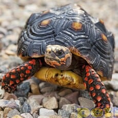 Captive Bred Redfoot Tortoise Baby