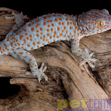 Tokay Gecko Baby