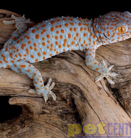 Tokay Gecko Baby