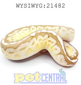 Captive Bred Sterling Lesser Ball Python Juvenile (21482)