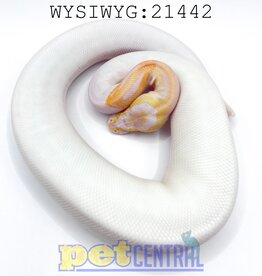 Captive Bred Albino Piebald Ball Python Baby (21442)