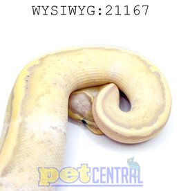 Captive Bred Banana Pastel Pied Ball Python (Male) Juvenile (21167)
