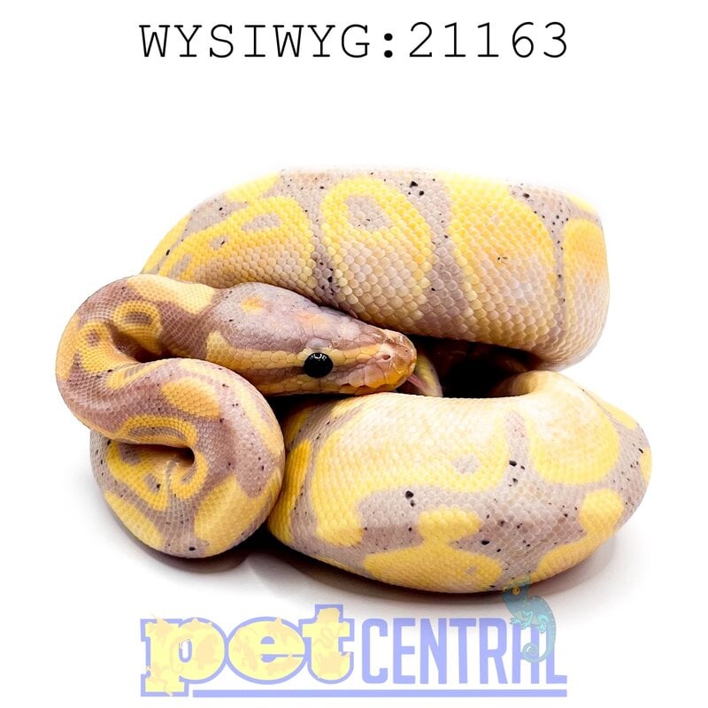 Captive Bred Banana Ball Python (Male) Baby (21163)