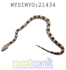 Colombian Red Tail Boa Baby (21434)