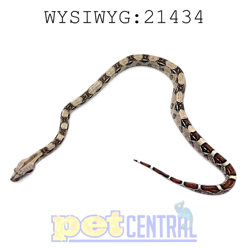 Colombian Red Tail Boa Baby (21434)