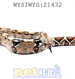 Colombian Red Tail Boa Baby (21432)