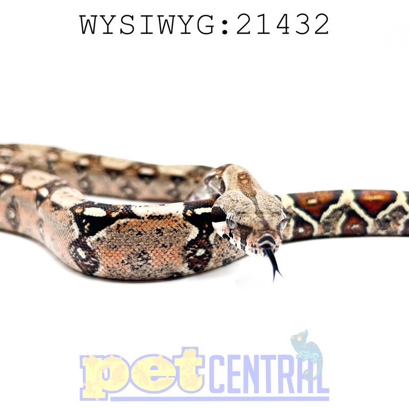 Colombian Red Tail Boa Baby (21432)