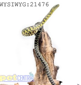 Captive Bred Brooks Kingsnake Baby (21476)