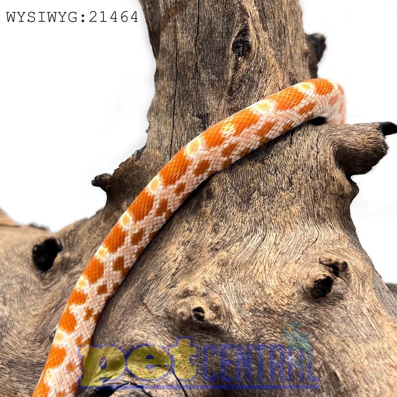 Captive Bred Creamsicle Corn Snake (21464)