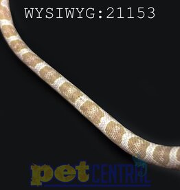 Captive Bred Snow Cornsnake Baby (21153)