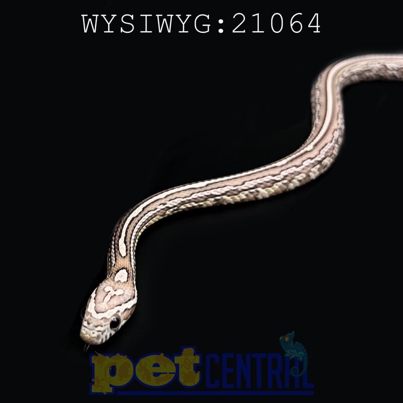 Captive Bred Tessera Ghost Corn Snake Baby (21064)