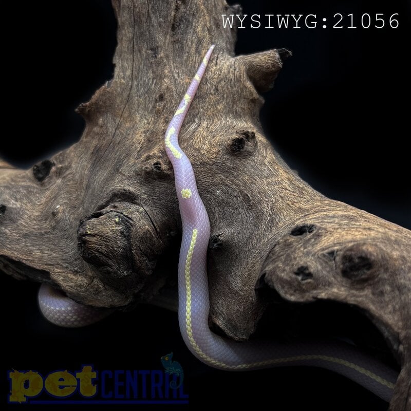 Captive Bred Albino Striped California King Snake Baby (21056)