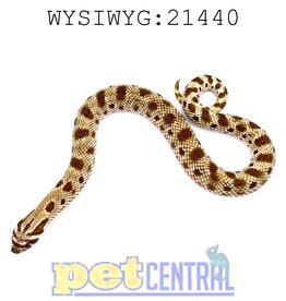 Captive Bred Anaconda Western Hognose Baby Male (21440)