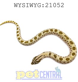 Captive Bred Anaconda Western Hognose Baby (21052)